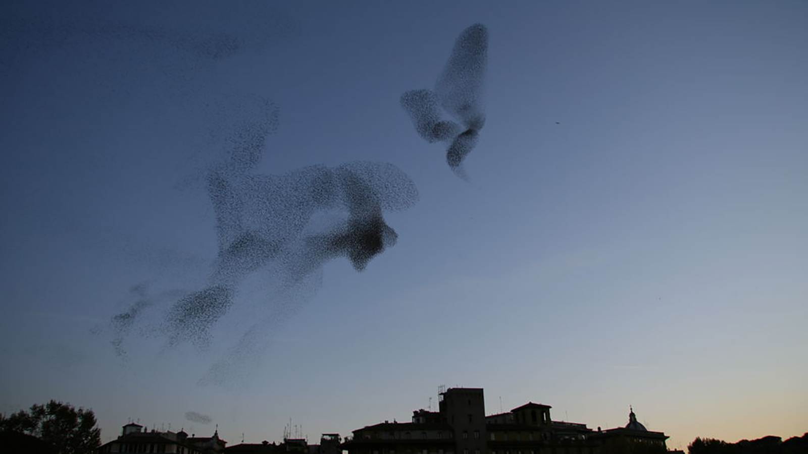 flock of birds