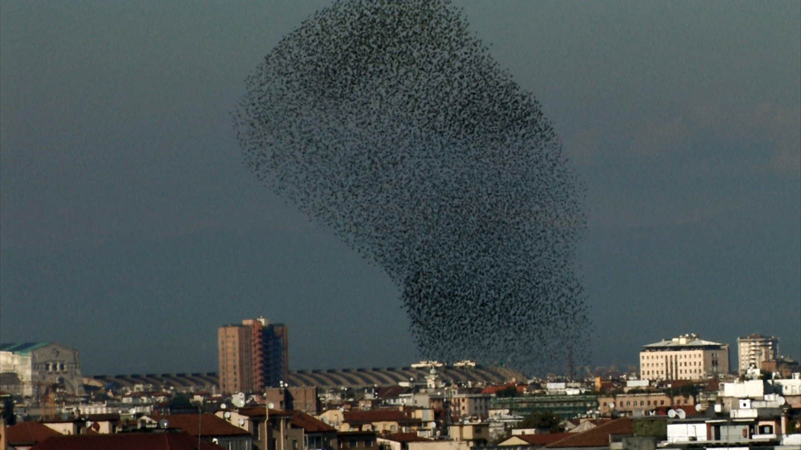 Va pensiero - stormo Color film still showing a murmuration of flying birds in a large expanse of sky above an Italian cityscape
