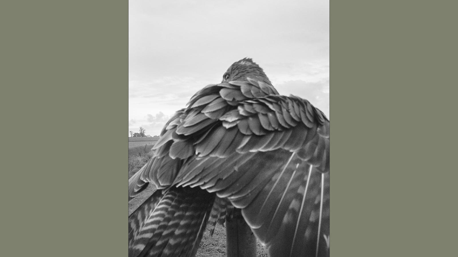 Detail of cover of Andrea Bajani book, showing the rear side of feathered bird standing on a wooden pole