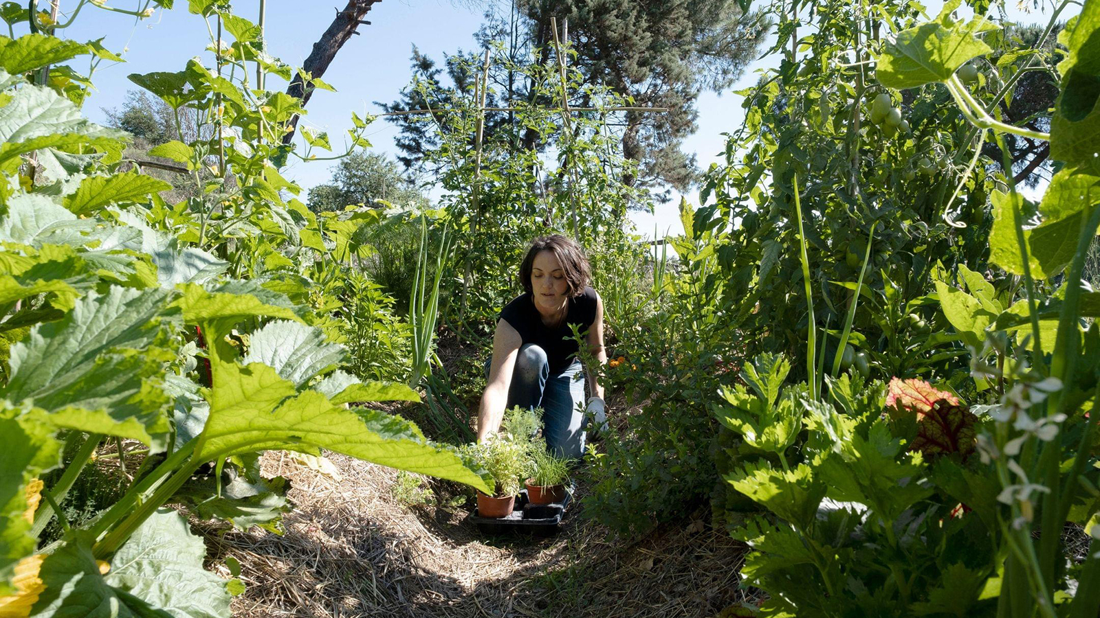 Color photograph of Sara Levi working in her garden in Rome