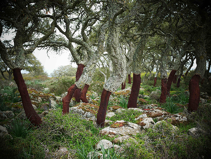 Rosetta S. Elkin on “Plant Blindness”