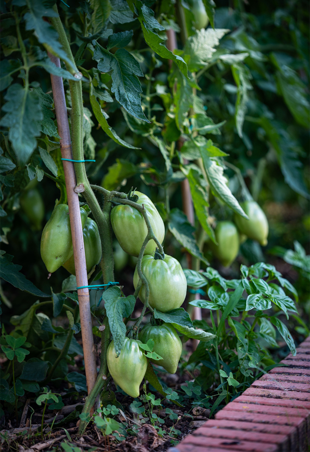 Color photo of a vegetable garden with green leaves and green tomatos or peppers