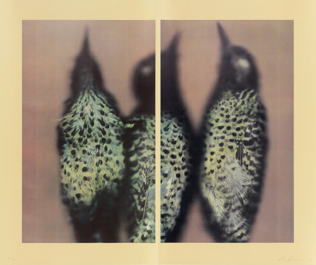Color reproduction of a print by Ann Hamilton depicting the closeup bodies of three small birds on two brown rectangles