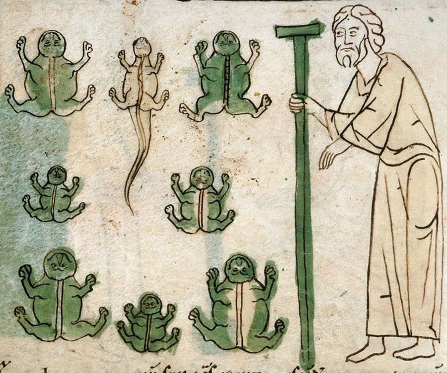 Colored illustration of an old man standing on the right and eight strange drawings of frogs on the left
