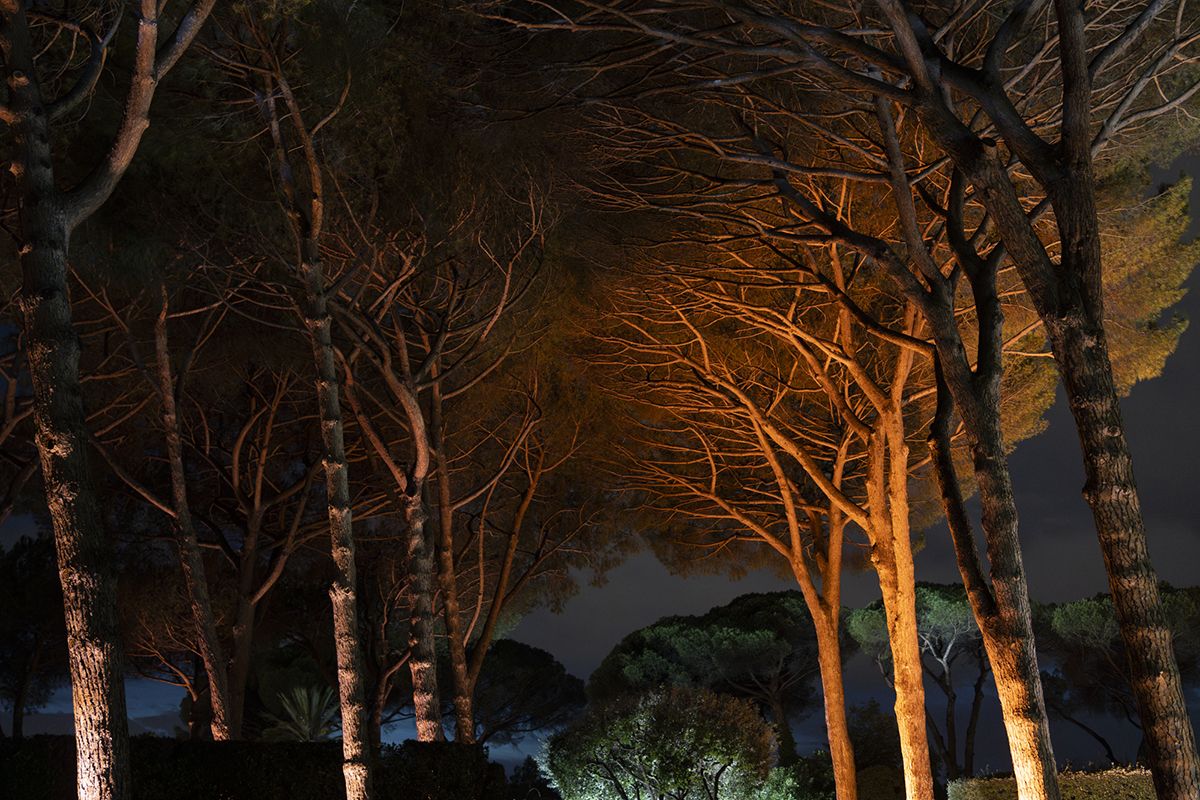 Color photograph of several umbrella pines light from underneath at night