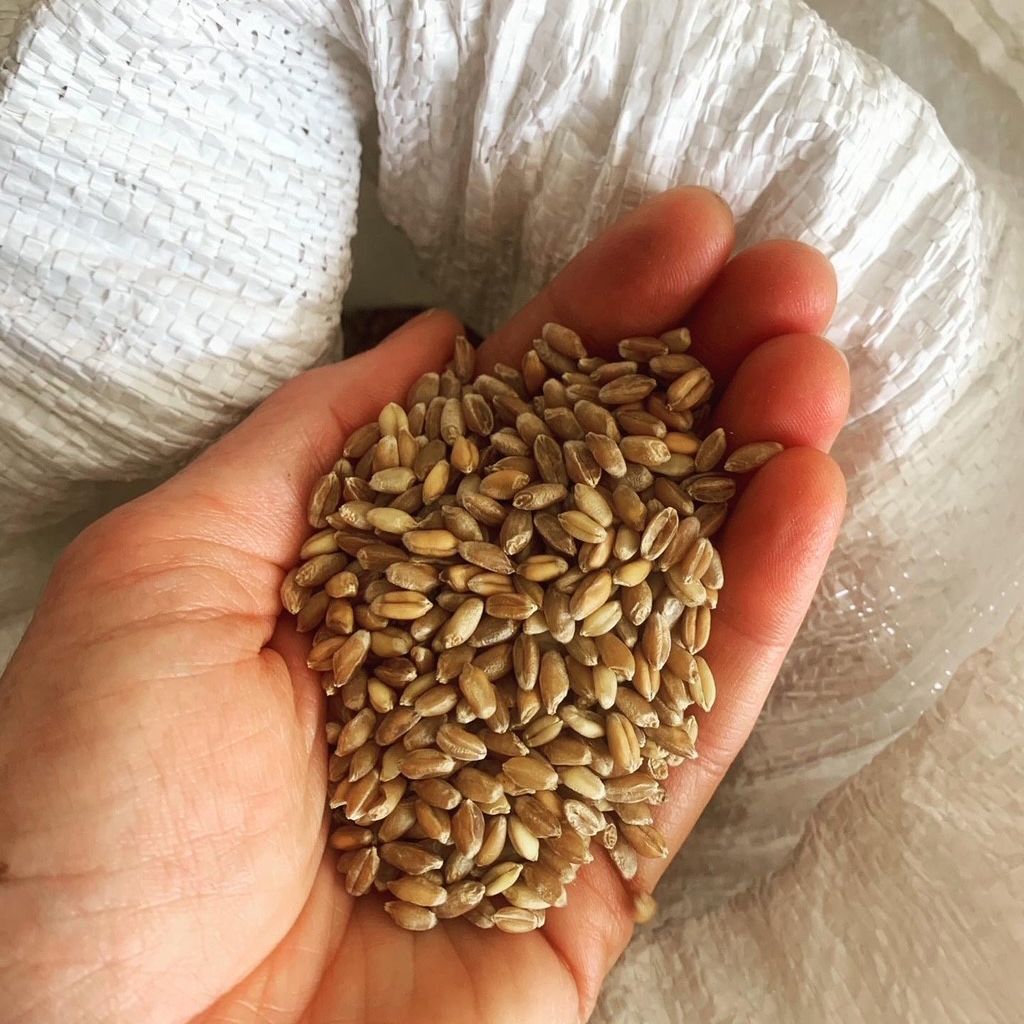 Color photograph of a hand holding dozens of seeds