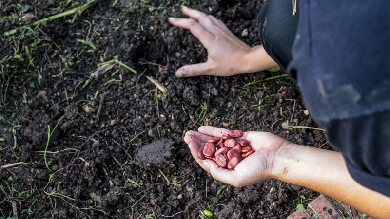 Color photograph of two hands digging up beans from the dirt