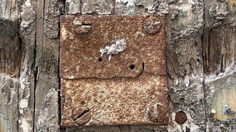 Color photograph of an old lock on a distressed wooden door