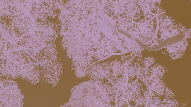 graphic design image with a purple and brown tinted photograph looking upward at several umbrella pines
