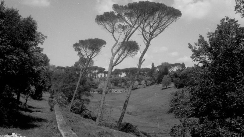 Black and white photograph of a Roman garden with several umbrella pines