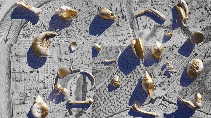 Color photograph of various shells and small bones resting on top of an old map of Rome