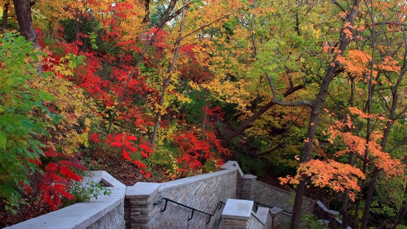 Color photographs of trees with red, green, and orange leaves in a city park during autumn