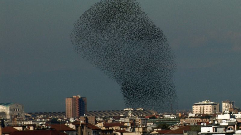Color film still showing a murmuration of flying birds in a large expanse of sky above an Italian cityscape