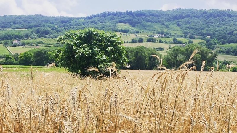 Color photograph of a wheat field, with trees and mountains in the distance