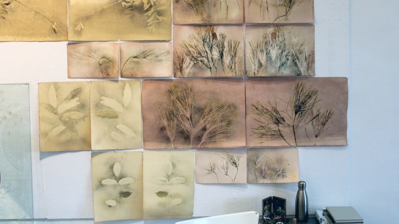 Color photographs of botanical prints pinned to a wall