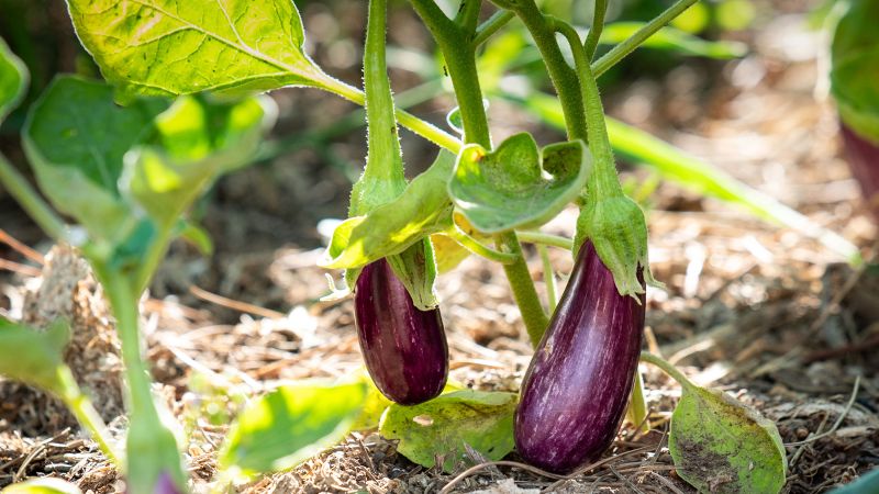 Color photograph of two purple eggplants hanging from their stems