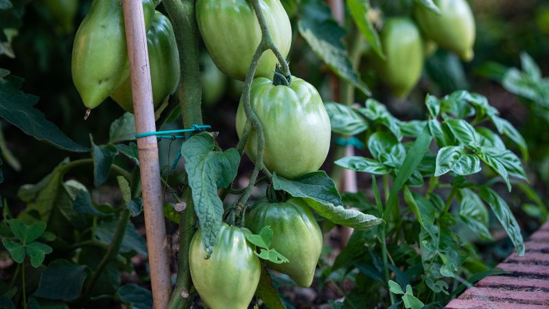 Color photograph of numerous green tomatoes hanging from their vines