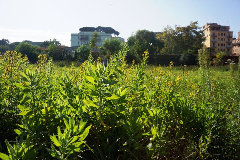 Elizabeth Fain LaBombard Visits Landscapes that are Often Under-utilized on the Periphery of Rome