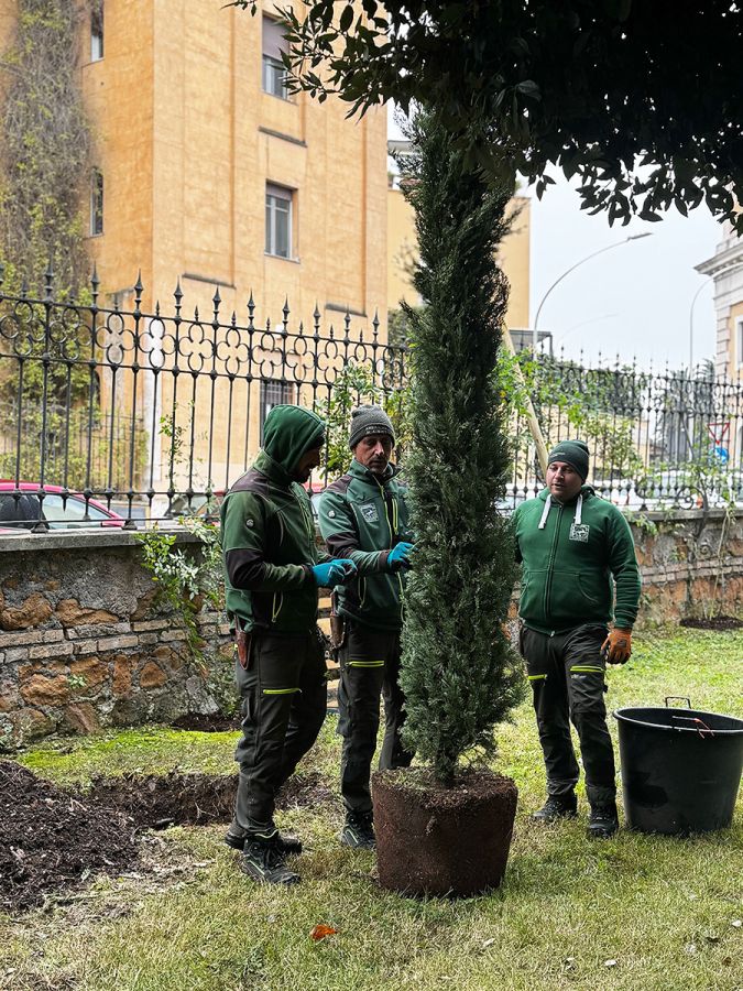 Color photo of three men dressed in green preparing to plant a cypress tree in a hole in the ground